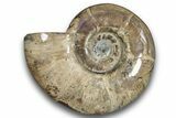 Polished Ammonite (Argonauticeras) Fossil - Purple Iridescence #246202-1